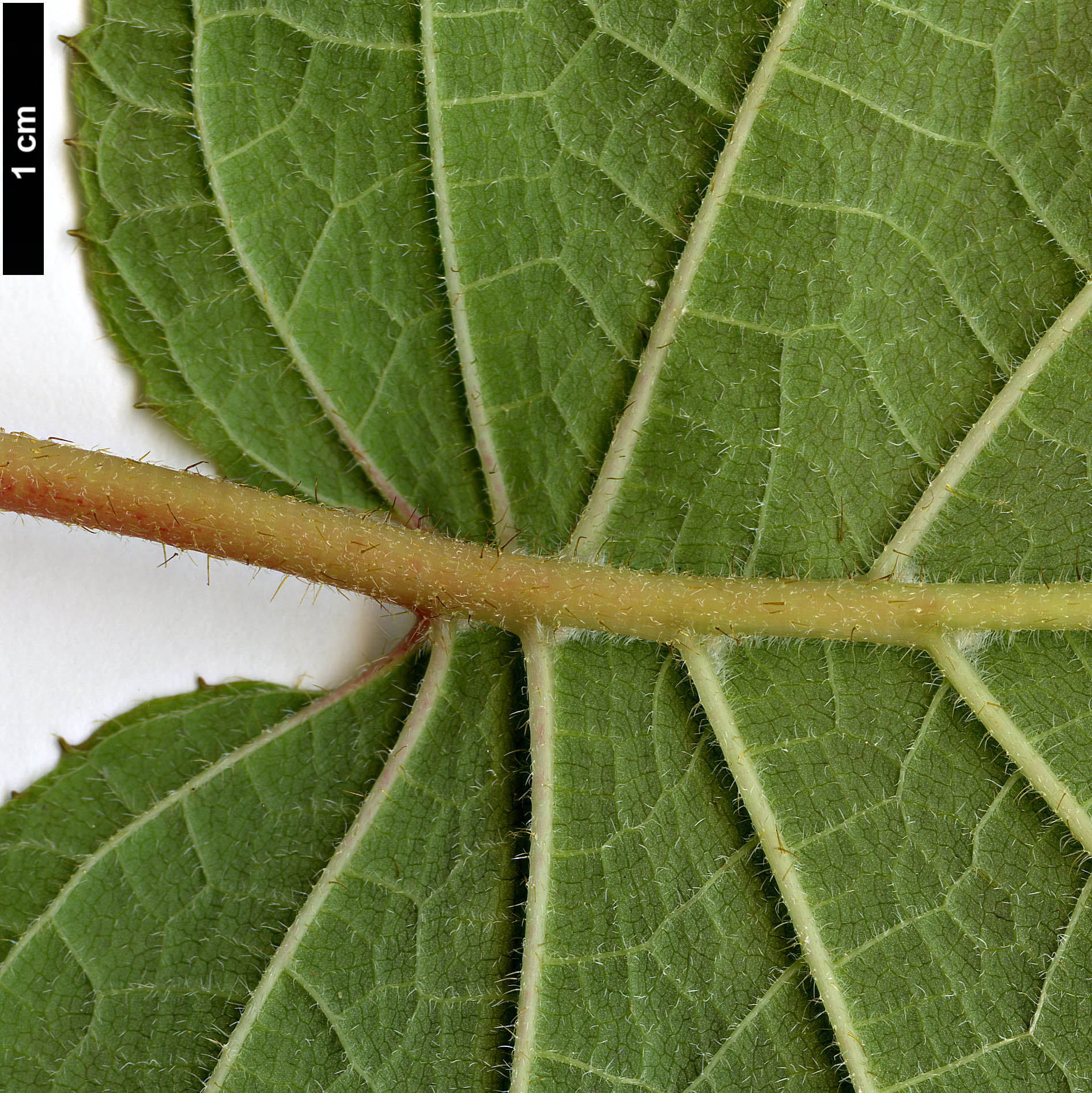 High resolution image: Family: Hydrangeaceae - Genus: Hydrangea - Taxon: longipes - SpeciesSub: var. fulvescens